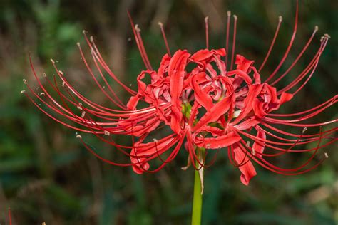 彼岸花風水|彼岸花の風水的飾り方！曼珠沙華と呼ばれる花の本当のパワー！